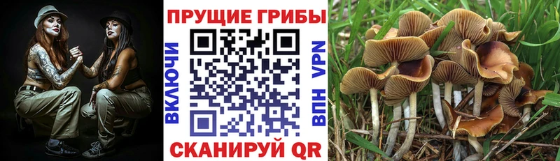 Галлюциногенные грибы Psilocybe  как найти закладки  ОМГ ОМГ ONION  Ставрополь 